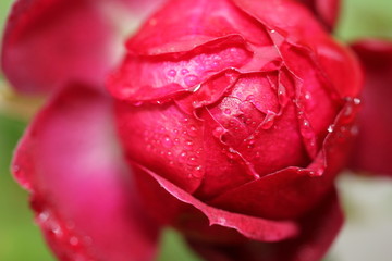 rose rouge 