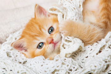 Niedliches Katzenbaby