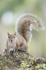 A Gray Squirrel stands on a tree branch staring alertly with a smooth green background.