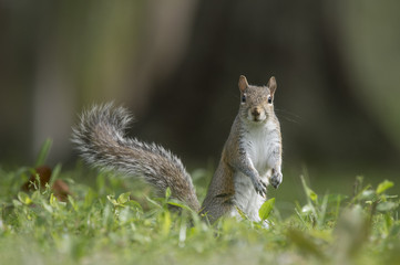 A Gray Squirrel stands on the ground with its tail up in the grass with an alert look.