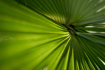 The lines of a palm reach out in a spiral with the sun shining on one side of the bright green...