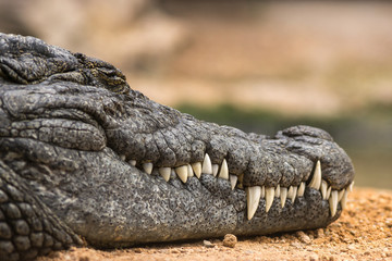 Nijlkrokodil Crocodylus niloticus, close-up detail van tanden van de Nijlkrokodil gesloten oog, Geslepen tanden van gevaarlijk roofdier