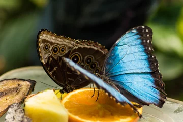 Fototapeten Schmetterling © Wil