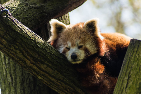 Kleine panda