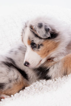 chiot berger australien