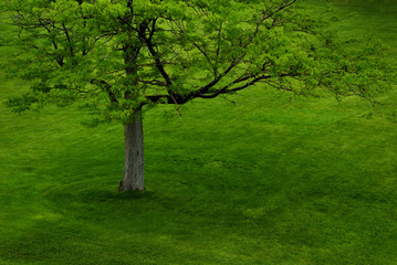 Lush Green Tree in Summer in Park