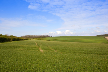 Obraz premium green wheat fields in springtime