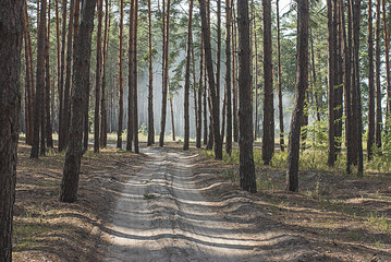 Road in the pine forest