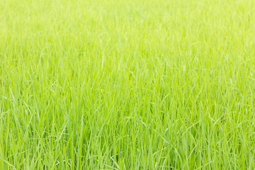 background of green rice field with shallow depth of field