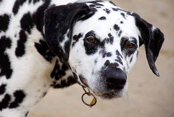 Dalmatian dog close up.