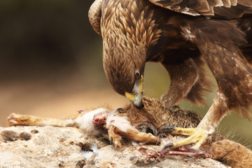 Young male of golden eagle