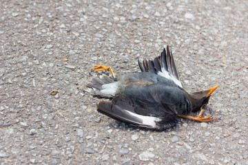 Dead black bird on the road because car crash in Thailand, copyspace