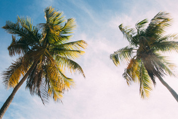 Fototapeta na wymiar Vintage Palm Trees