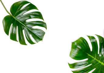 Fototapeta na wymiar Two Tropical jungle Monstera leaves isolated