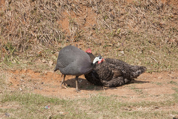 Galinha de angola