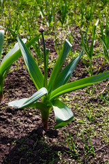 Fototapeta premium Sand leek (Allium scorodoprasum) or rocambole and Korean pickled-peel garlic is a Eurasian species of wild onion
