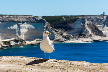 Seagull on cliff above the sea