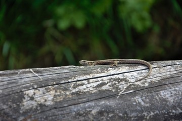 Fototapeta premium Un reptile sur un arbre