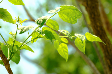 beautiful branch of tree with green leaf