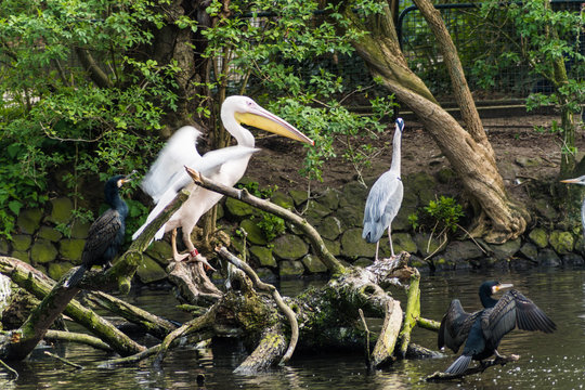 Watervogels