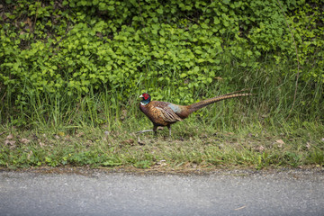 Phasianidae