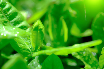 beautiful branch of tree with green leaf