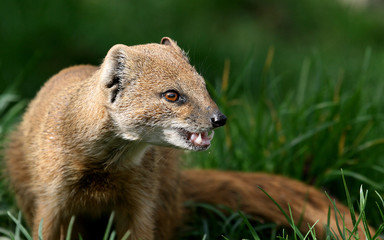 Mongoose