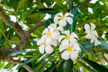 Fototapeta premium plumeria flower on tree