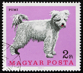 Postage stamp Hungary 1967 Pumi, Hungarian Sheep Dog