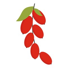 Red berries of cornel or dogwood icon isolated