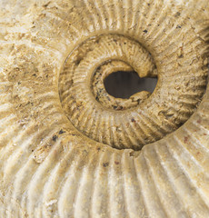 spiral fossil close up