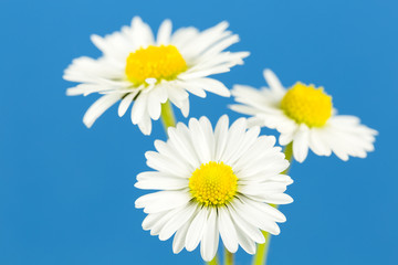 beautiful bellis perennis flower isolated on blue background
