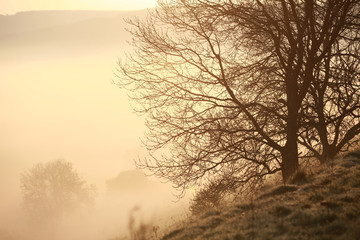 Obraz na płótnie Canvas Naturlandschaft im Nebel