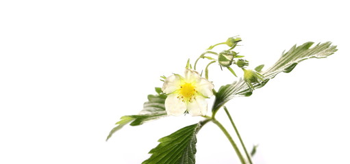 Wild blossom strawberry flowers and leaves in flower isolated over white background.
