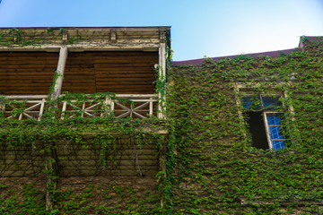 House with balcony, overgrown wild grapes in the old town. Tbilisi, Georgia
