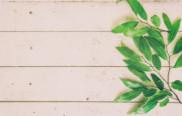 green leaf plant on white wood background