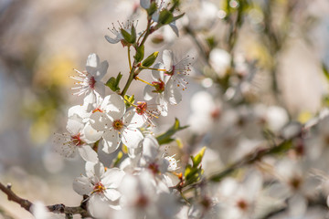 Apple blossoms