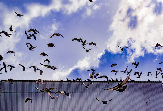 A flock of pigeons flew up from the roof against a blue sky with clouds