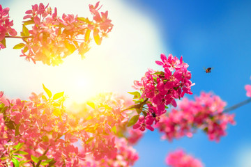 Obraz na płótnie Canvas branch of a blossoming pink cherry blossom against the sky, Japanese cherry sunlight