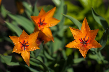 Decorative orange tulips after rain with drops of water on the petals. Flower tulips background. Beautiful view of orange tulips in the garden.