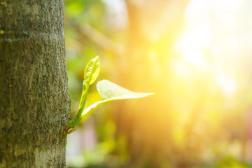The leaves are growing between tree trunks