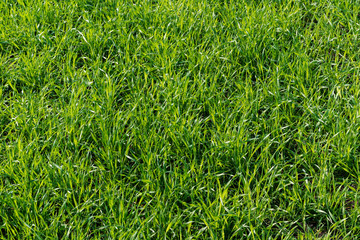 Green grass natural background texture. Element of design.