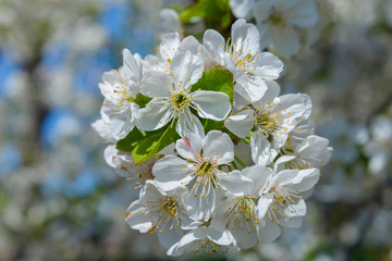 Blooming cherry branch