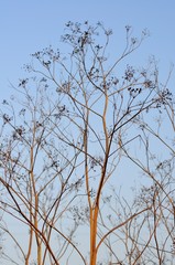 Dark silhouettes of dry grass against the sky