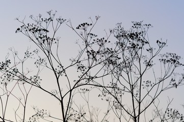 Dark silhouettes of dry grass against the sky.