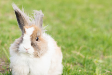 Rabbit in the clearing