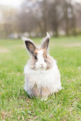 Obraz premium Rabbit in the clearing