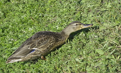 Duck on the green grass. 