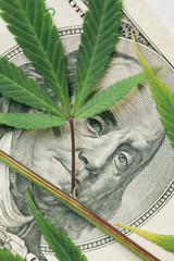 Marijuana leaves on dollar background.