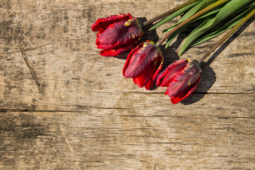 Plakat Red tulips on rustic wooden background with copy space